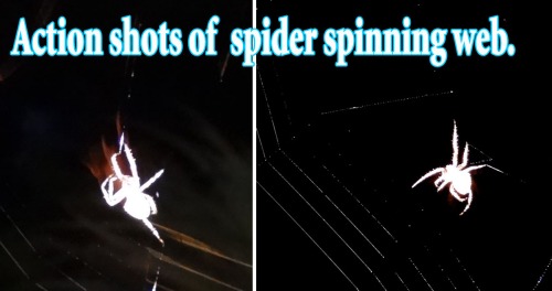 Action shots of the spider spinning.