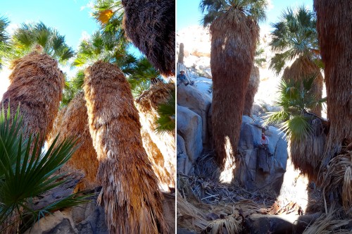 Big palm trees.