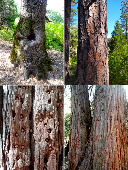 Big tree's bark