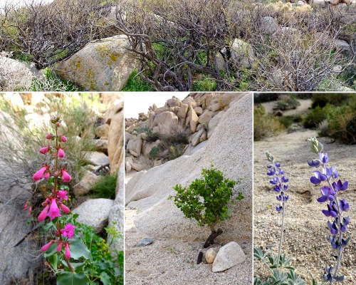 Some desert plants.  The bushes on the top were like a fairy tale spooky forest, though on a much smaller scale.