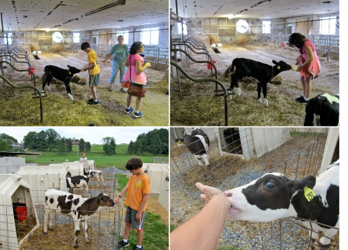 The kids also got to bottle feed baby cows, and visit the older babies outside in their pens.