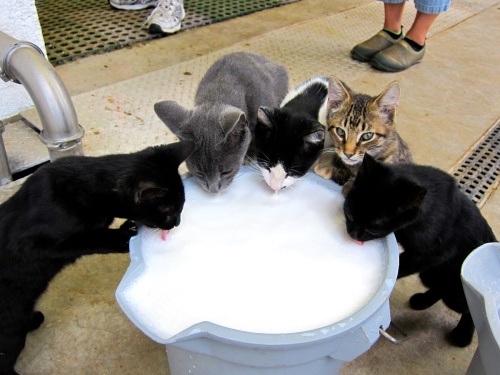 One of my favorite photos from our stay.  Cats drinking milk from a giant bucket.  This is what cat heaven must be like.