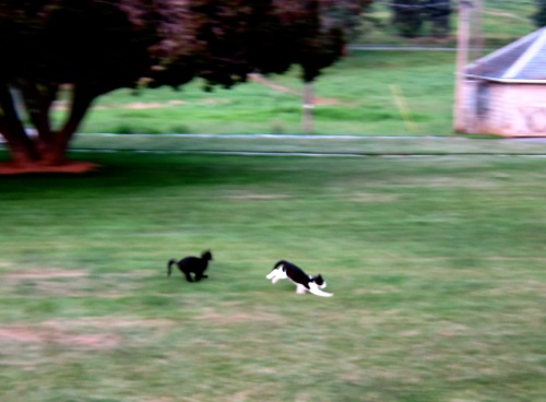 Cats racing!