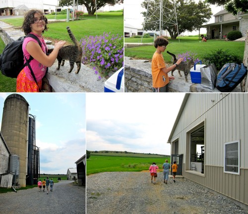 When we arrived there were cat greeters.  After we settled in, Sharon took us on a tour of the farm.