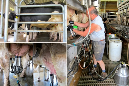 Our next stop was the milking barn, where we all got to try milking the cows by hand.  The kids helped to hook up the milking machines also.