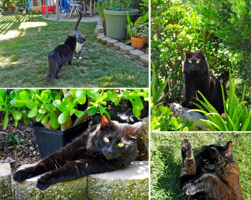 Julius and Venus greeting each other, Venus hanging out in the plants and blissing out on the grass.